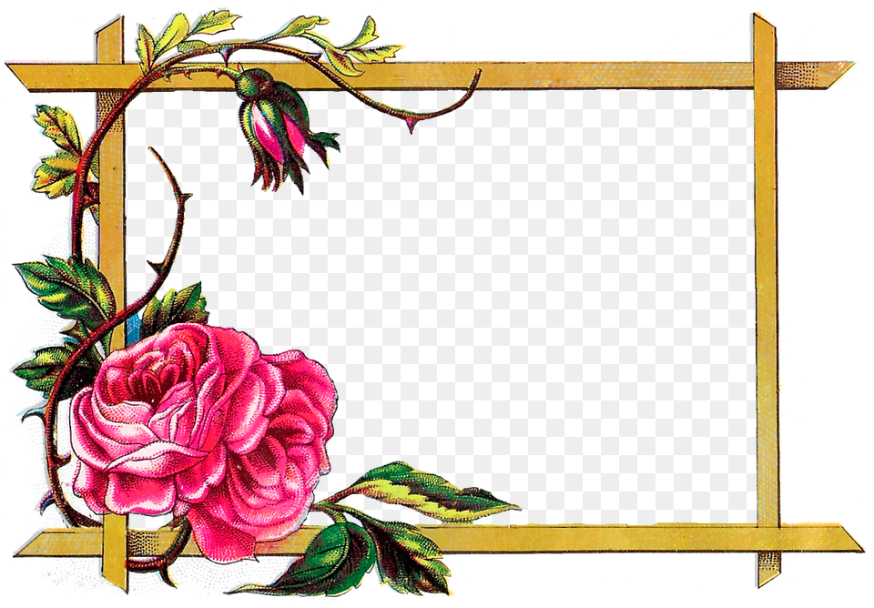 Library Antique Images Digital Download Pink Rose Flower Border Design Clipart, Blackboard, Plant Png Image