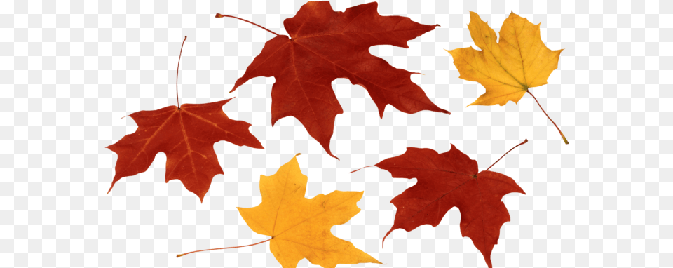 Library Carrot Clipart Leave Leaf Fall Leaves, Maple, Plant, Tree, Maple Leaf Free Transparent Png