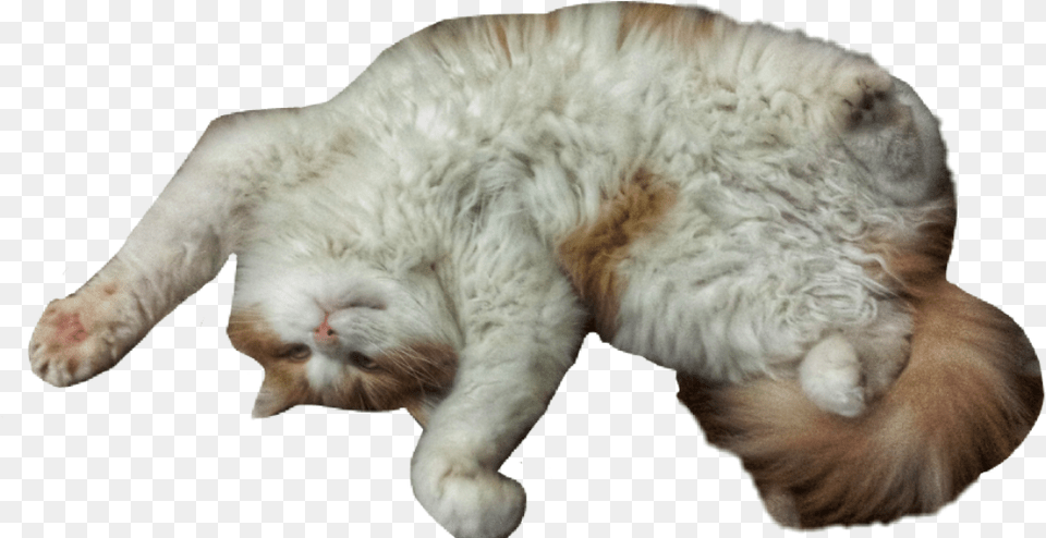 Library Cat Funny Nicecat Cute Cuteanimals Cutecat Cat Yawns, Angora, Animal, Mammal, Pet Png