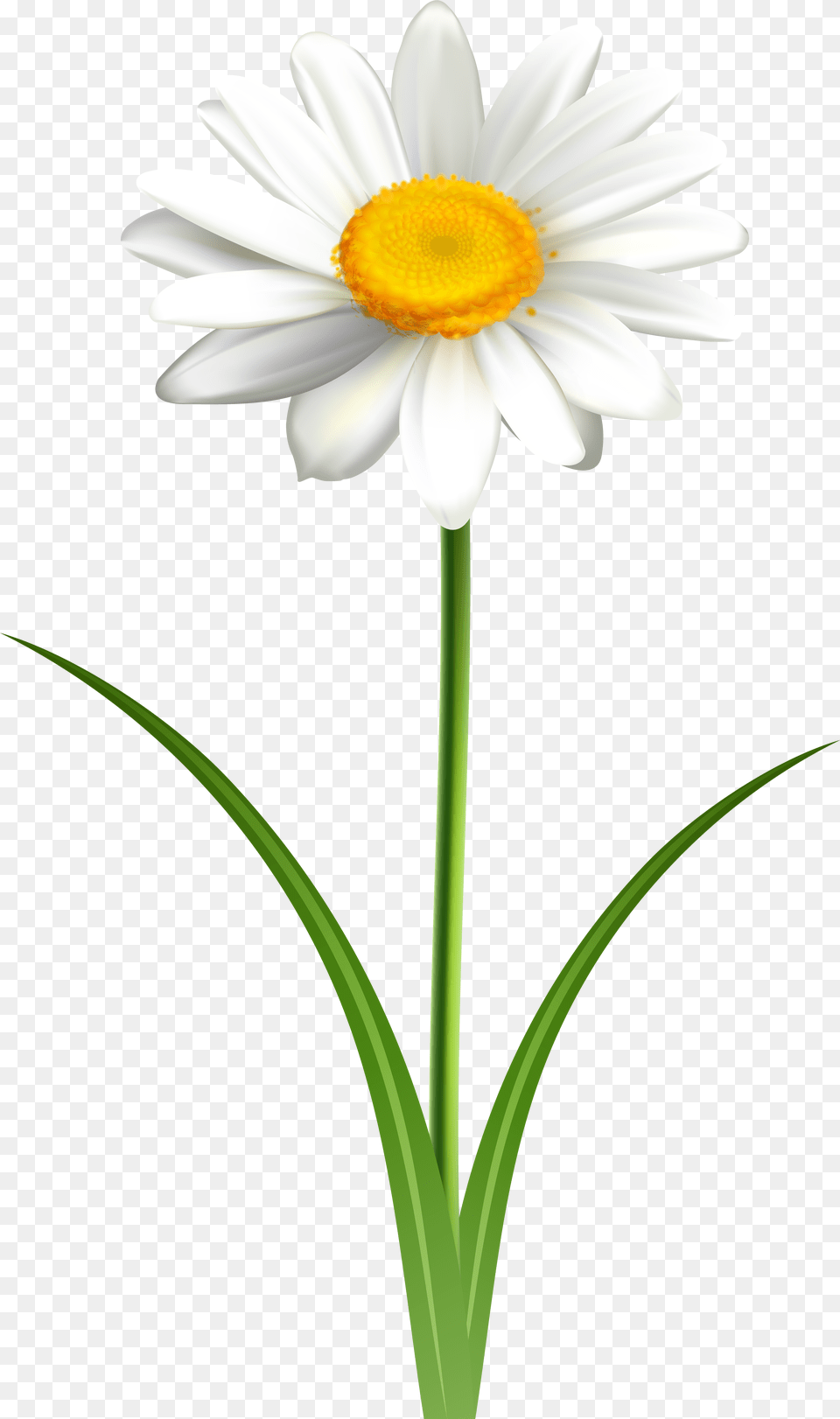 Library Daisy Files Flower Daisies Transparent Background, Plant, Petal Png Image