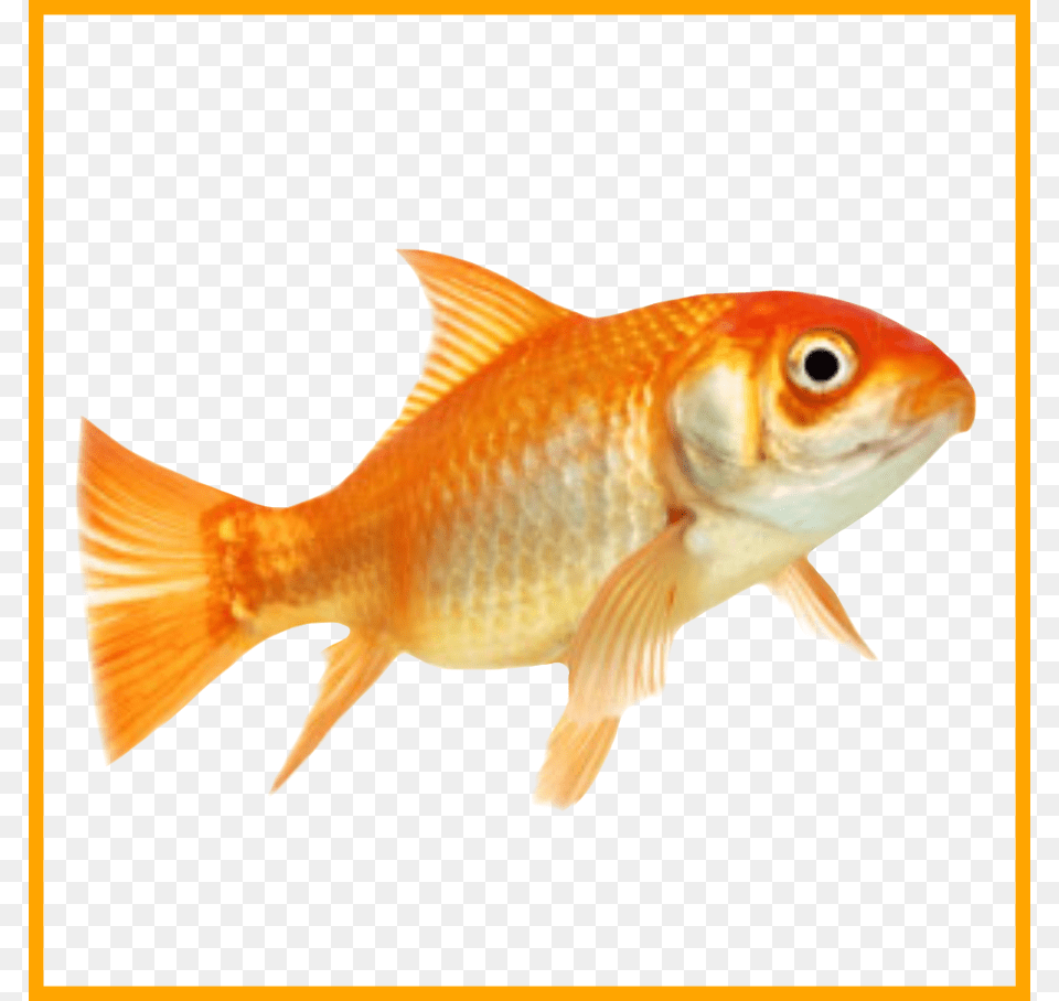 Library Amazing No Don U Make Me Leave Am A Fish, Animal, Sea Life, Goldfish Free Png Download