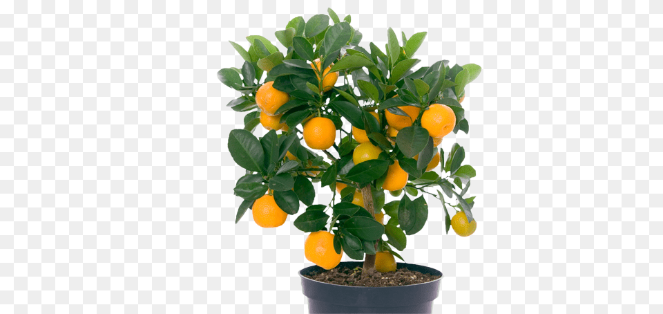 Library Download Scapes Bokeelia Small Tree With Fruits, Citrus Fruit, Food, Fruit, Plant Png