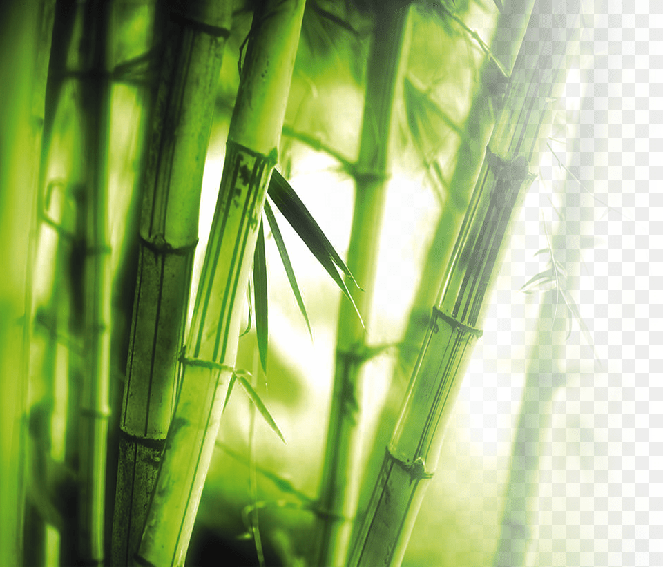 Library Library Bamboo High Resolution Bamboo Background Free Png Download