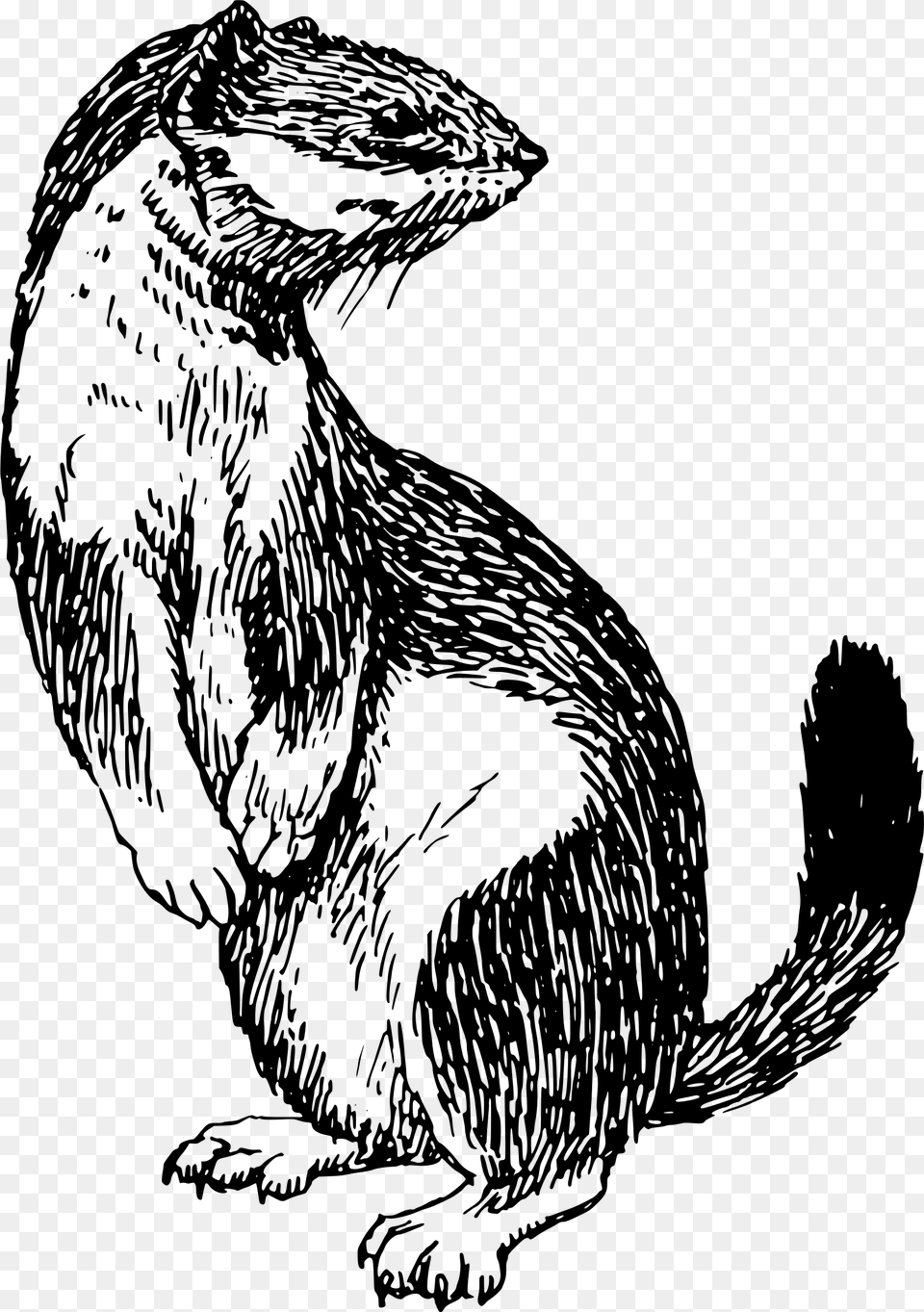 Library Library Stoat Big Image Clip Art, Gray Png