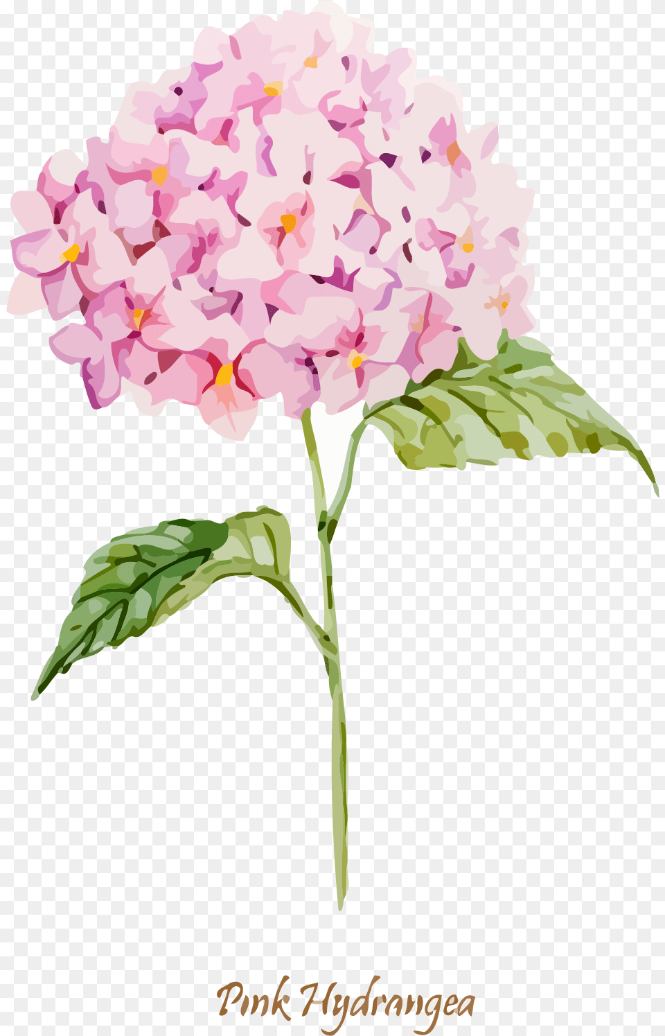 Library Oakleaf Euclidean Clip Hydrangea Clipart, Flower, Geranium, Petal, Plant Free Transparent Png