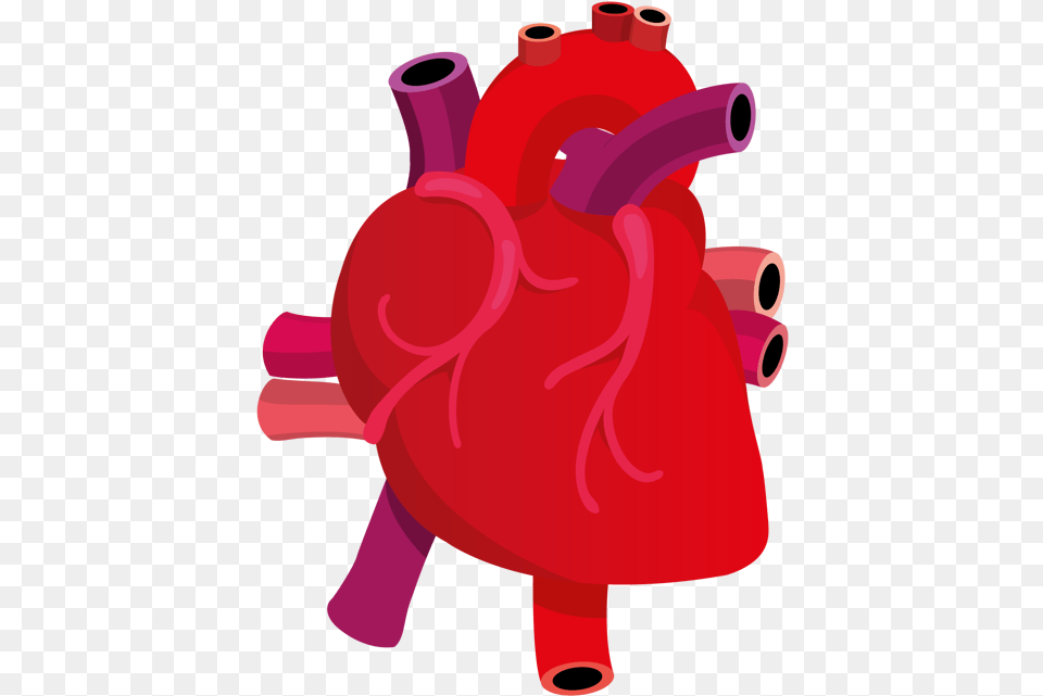 Library Of Anatomical Heart Svg Human Heart Vector, Cookware, Pot, Pottery, Dynamite Free Png Download