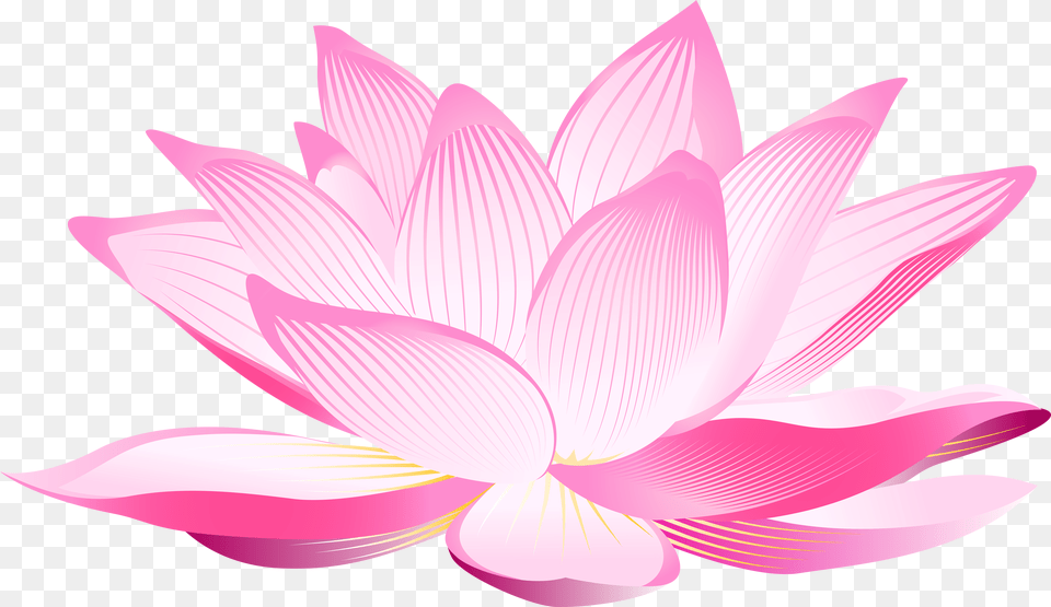 Library Of Aquatic Lotus Plant Picture Files Transparent Background Lotus Flower Clipart Png
