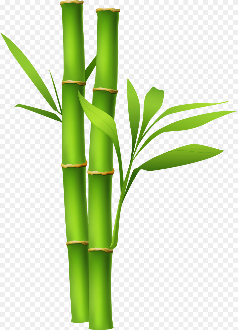 Library Of Bamboo Tree Image Bamboo, Plant Free Png