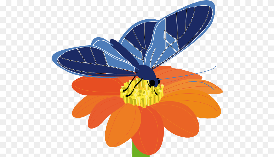 Library Of Butterfly Butterfly On A Flower Clip Art, Plant, Daisy, Animal, Invertebrate Free Png Download