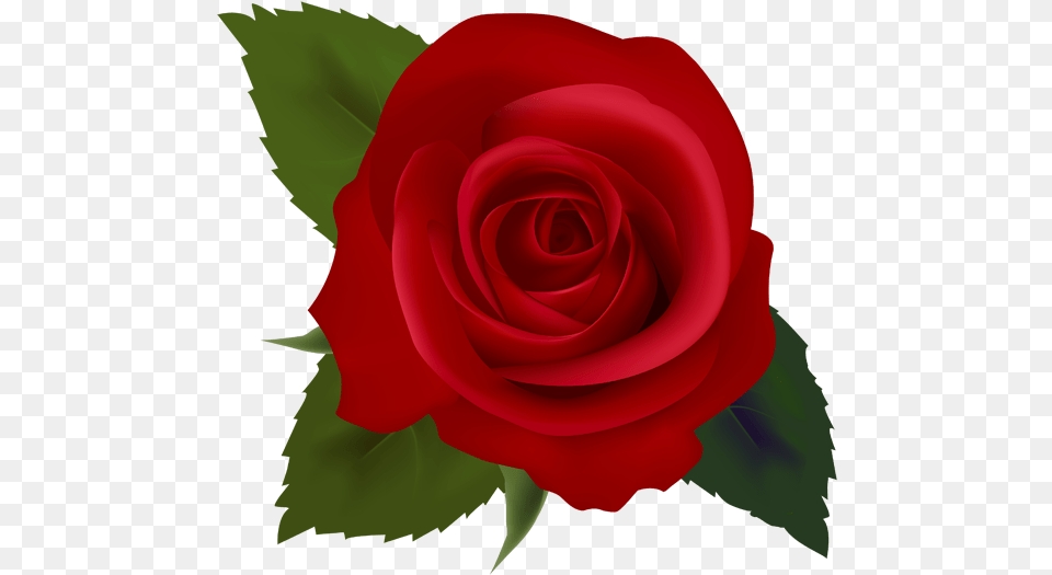 Library Of Clipart Royalty Stock Rose Hd Files Flower Rose Clipart, Plant Free Png