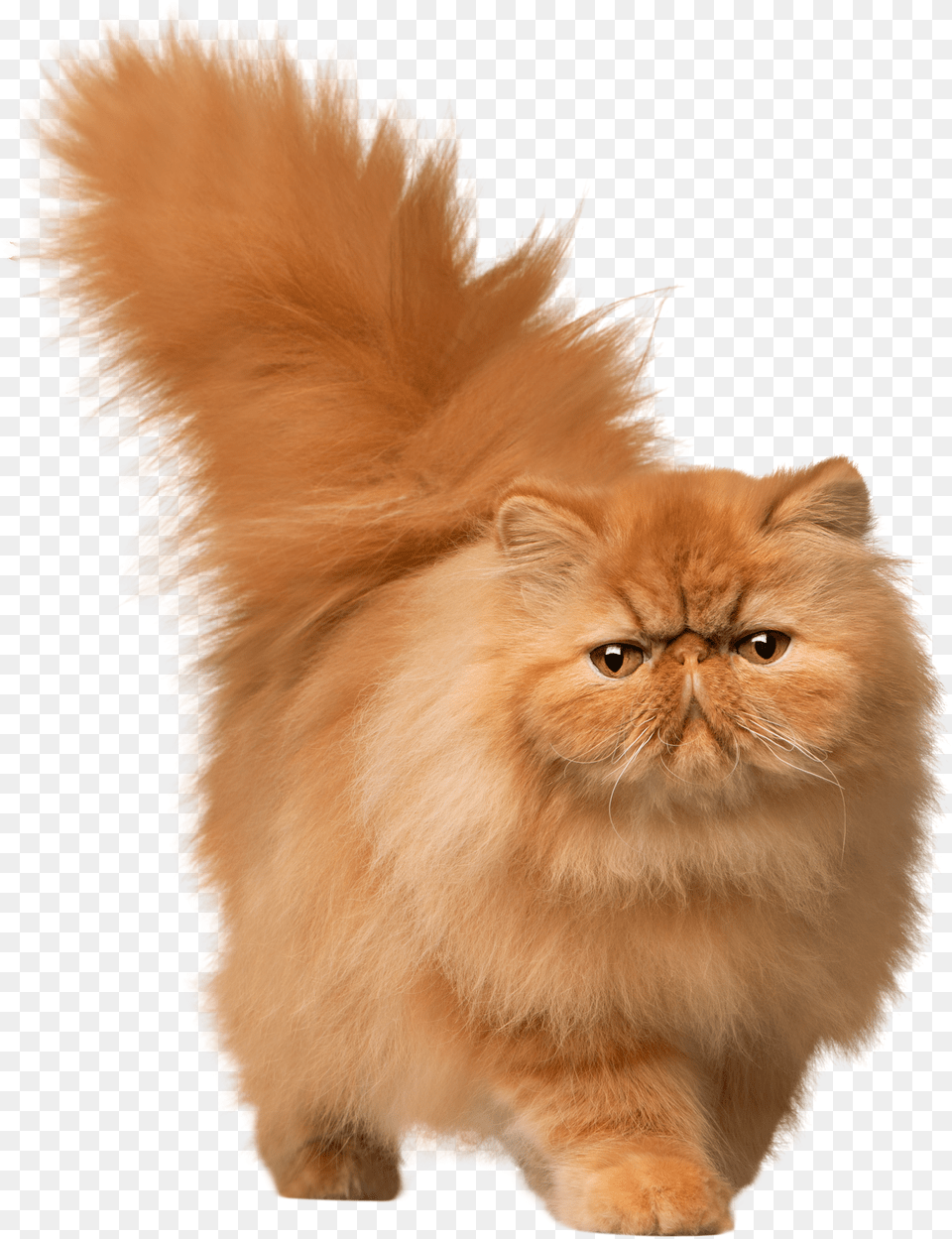 Library Of Clipart Stock Cat Files Art 2019 Short Hair Persian Cat Png