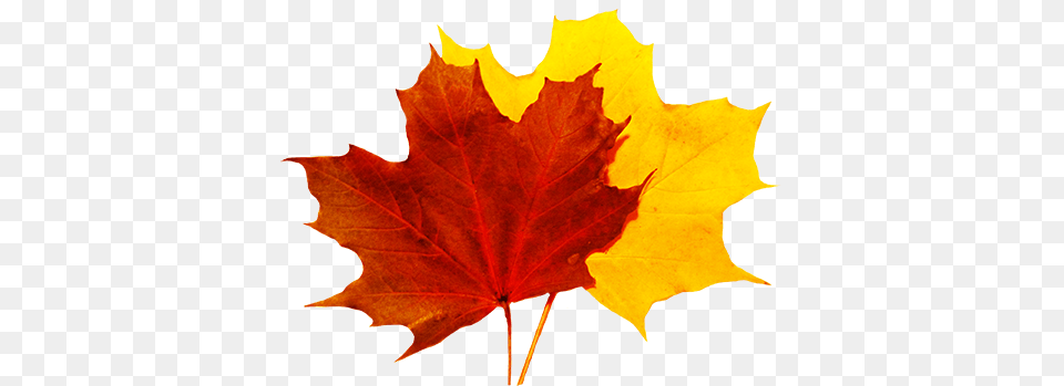 Library Of Colorful Fall Leaves Clip Fall Leaf Transparent Background, Plant, Tree, Maple Leaf, Maple Png