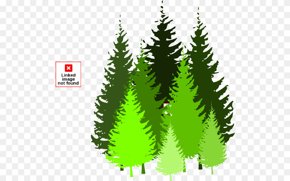 Library Of Conifer Tree Clipart Royalty Pine Tree Clipart Fir, Green, Plant, Vegetation Free Transparent Png