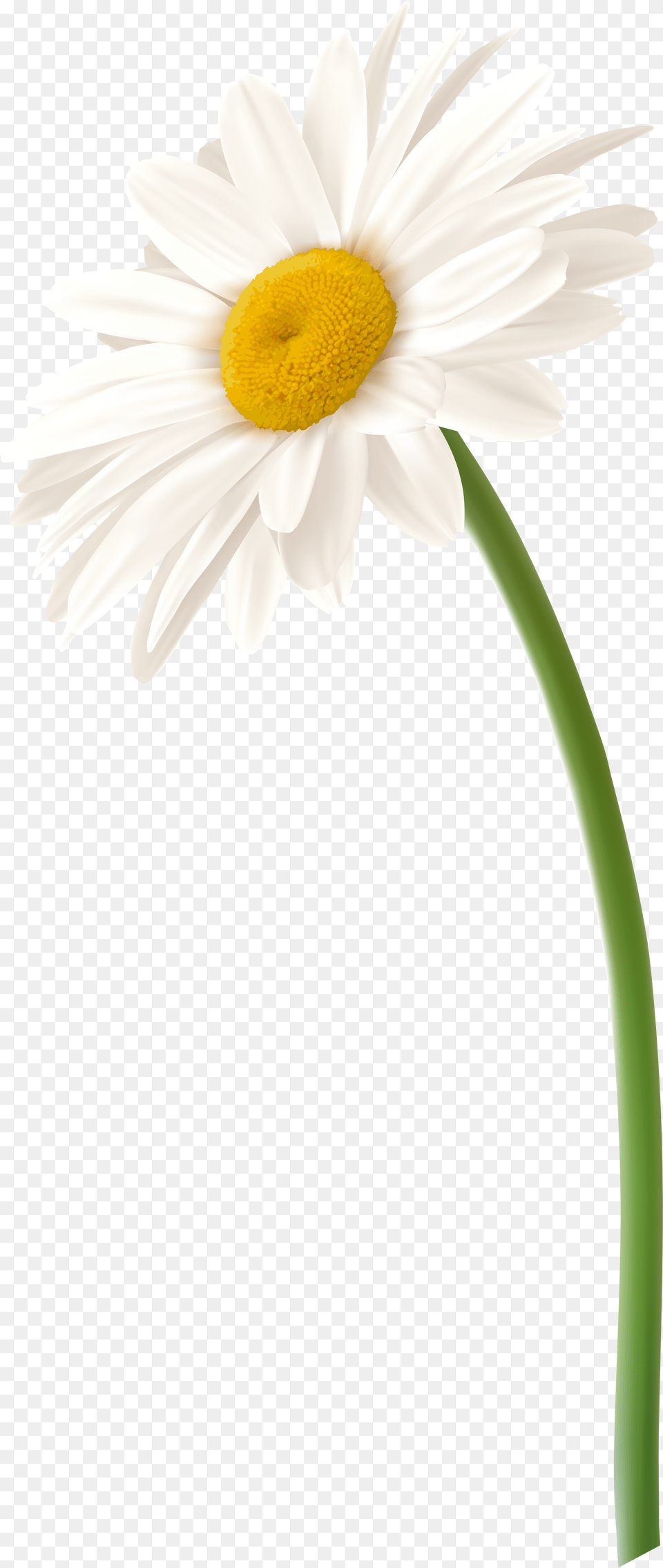 Library Of Flower Daisy Clip Free Files White Gerbera Daisy, Plant, Petal Png Image