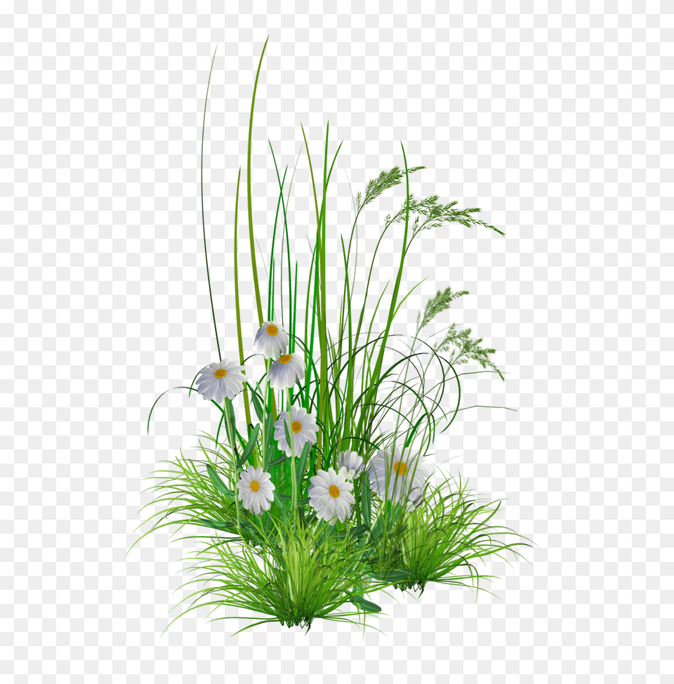 Library Of Flower Gardening Transparent Stock Hd Of Flowers, Daisy, Flower Arrangement, Plant, Grass Png Image