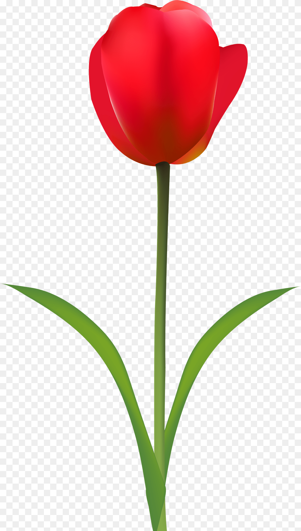 Library Of Flower Image Tulip Tulip, Plant Free Transparent Png