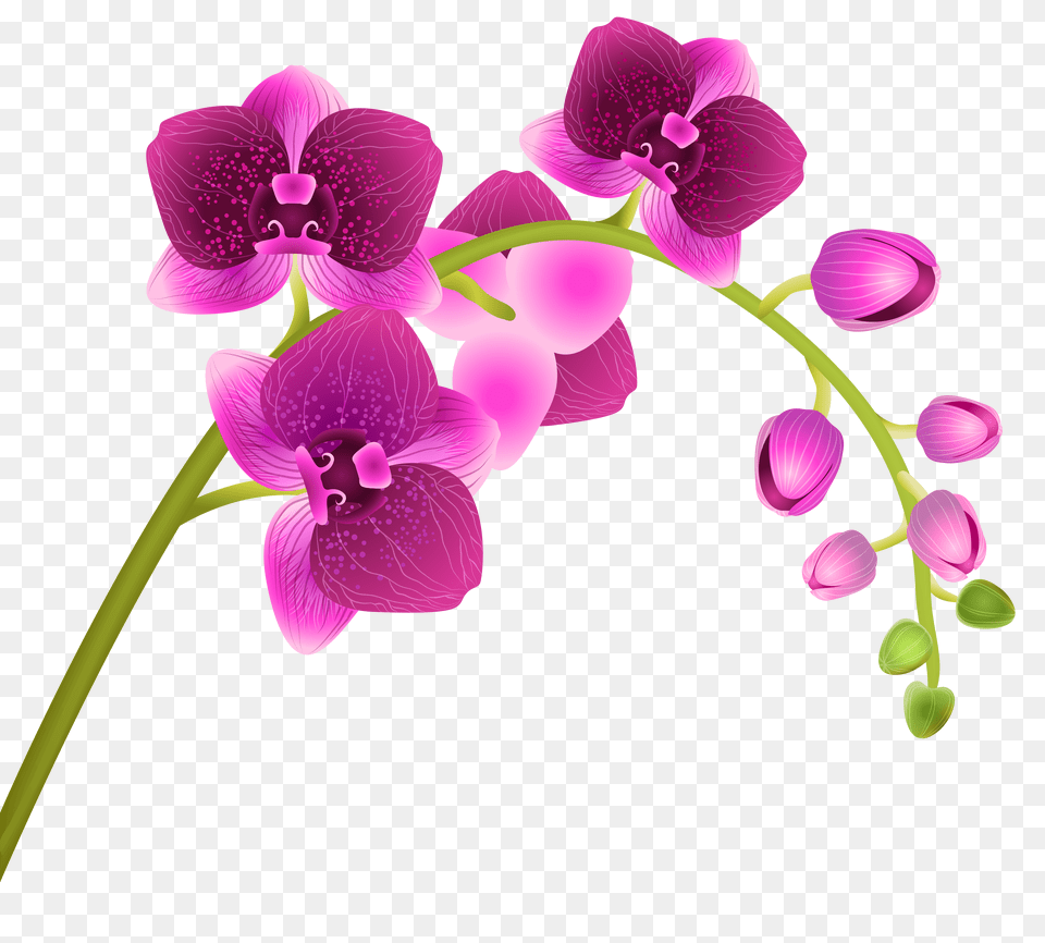 Library Of Flower Transparent Background Jpg Freeuse Transparent Background Orchid Clip Art Png Image