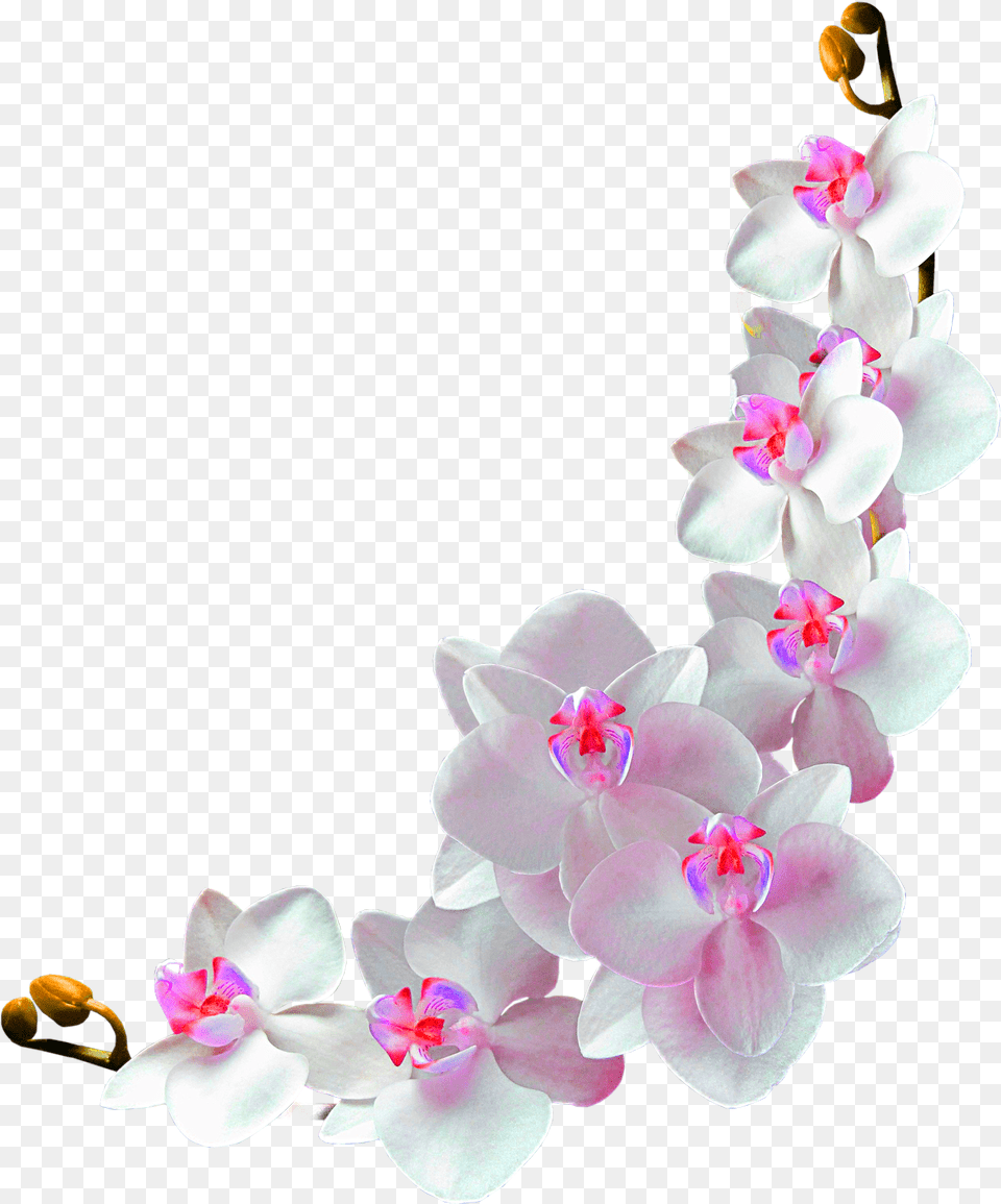 Library Of Flower Vines Download Files Background Orchid, Plant Free Transparent Png