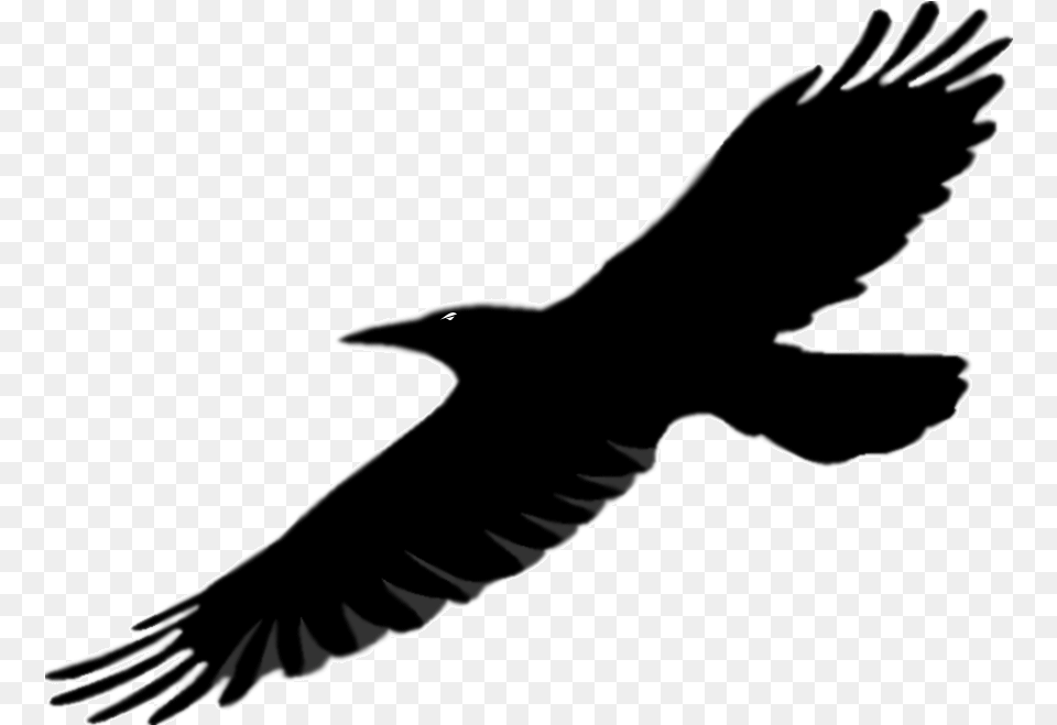 Library Of Flying Raven Picture Royalty Bird Wings, Animal, Person, Silhouette, Blackbird Free Png Download