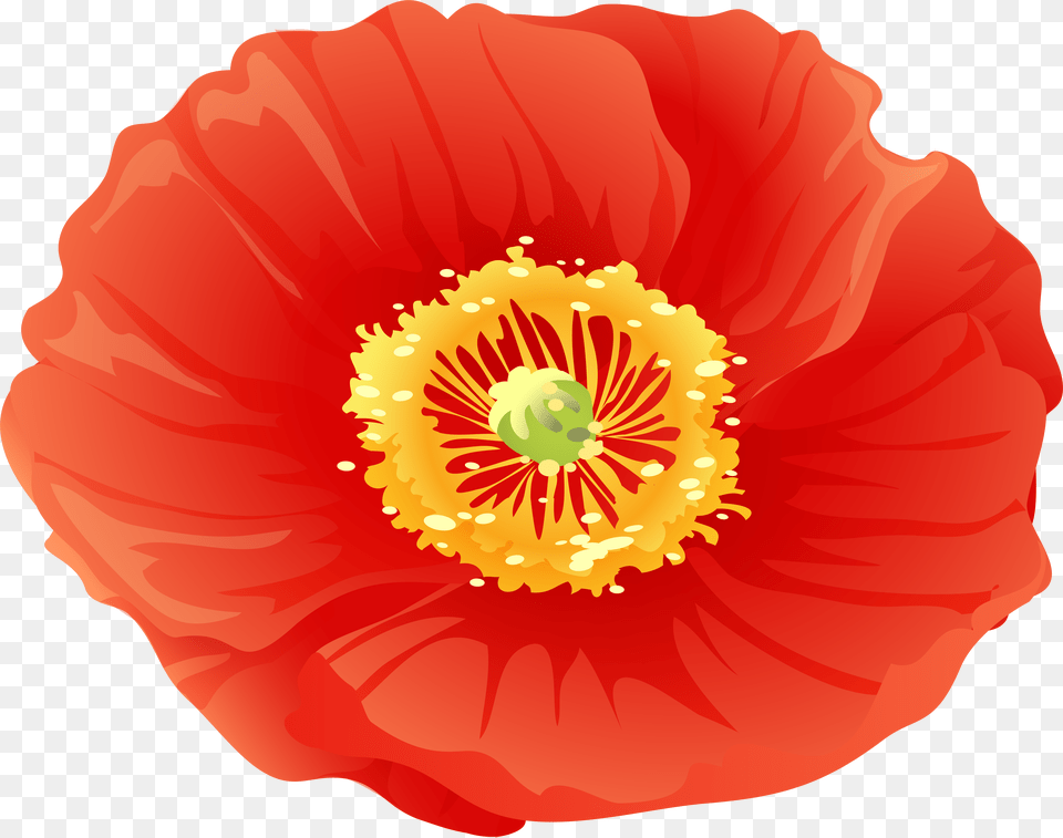 Library Of Free Poppy Flower Clip Art Poppies, Anther, Plant, Petal, Food Png Image