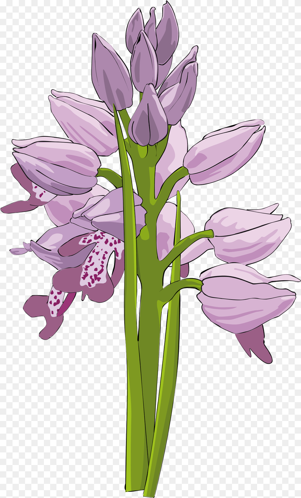 Library Of Funeral Flower Picture Transparent Clip Art, Plant, Orchid Png Image