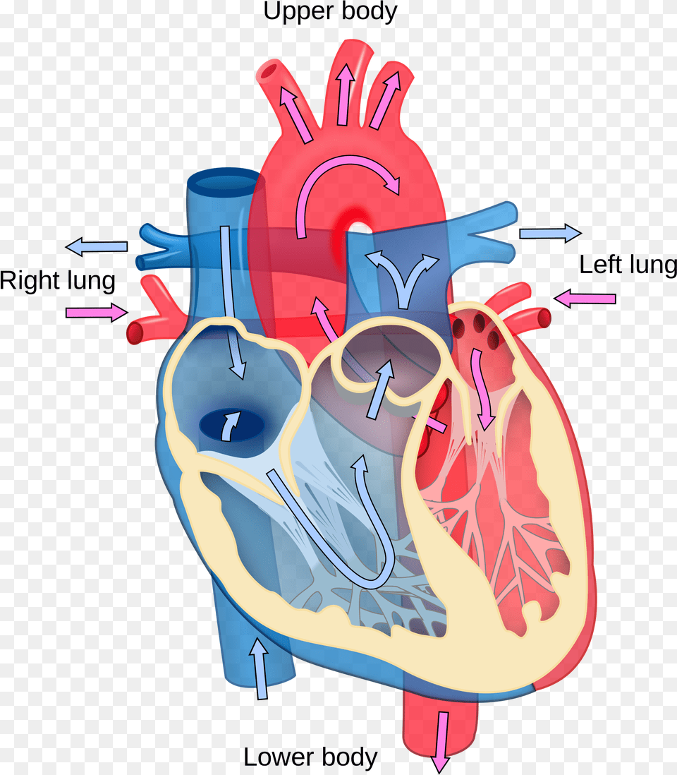 Library Of Human Heart Picture Blood 3d Heart Clay Model, Dynamite, Weapon Png