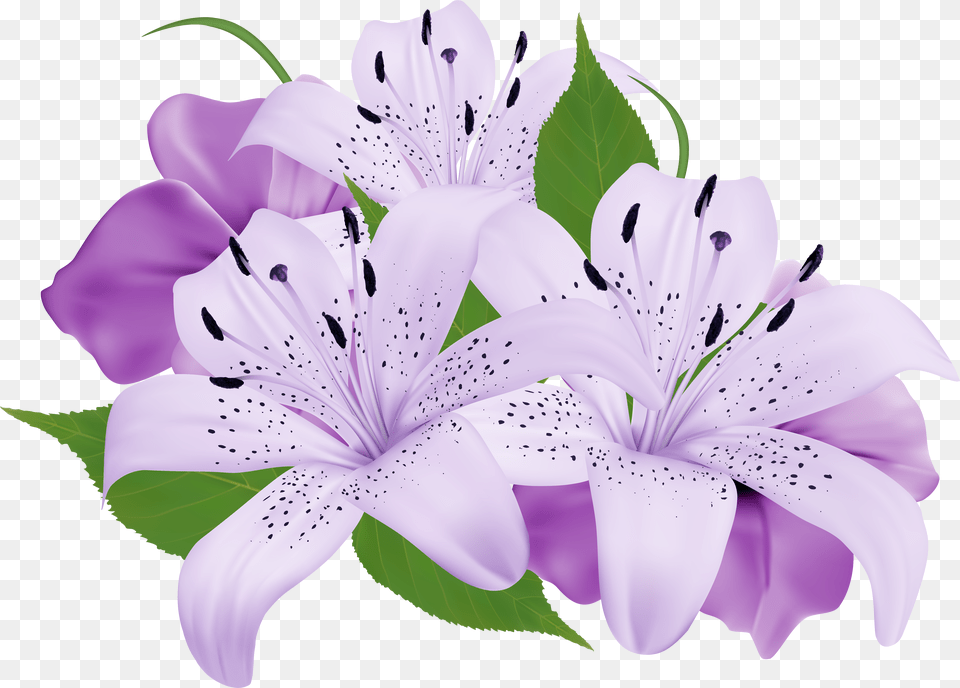 Library Of Lily Flower Clip Stock Purple Flower Clip Art Free Transparent Png