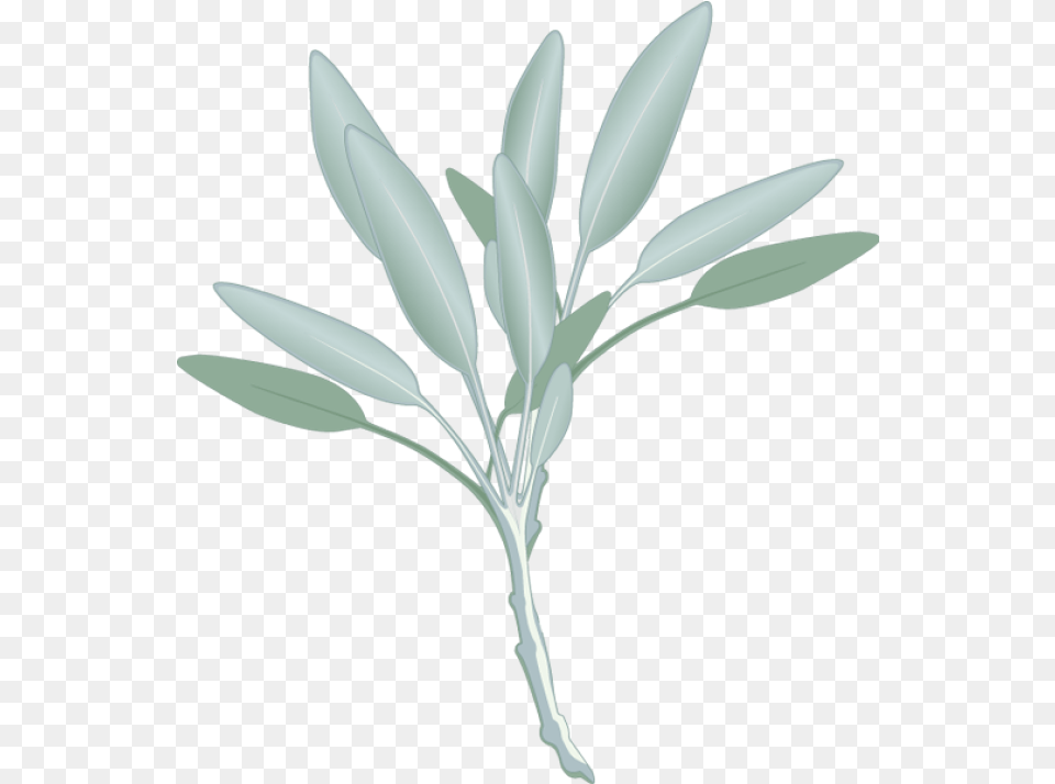 Library Of Mangrove Tree Clipart Freeuse Stock Files Sage Clipart, Herbs, Herbal, Plant, Leaf Free Transparent Png