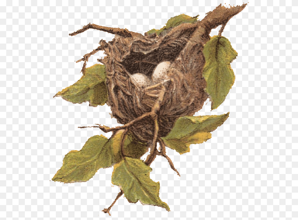Library Of Nest In Tree Black And White Bird Nest Clip Art, Animal, Dinosaur, Reptile Free Transparent Png