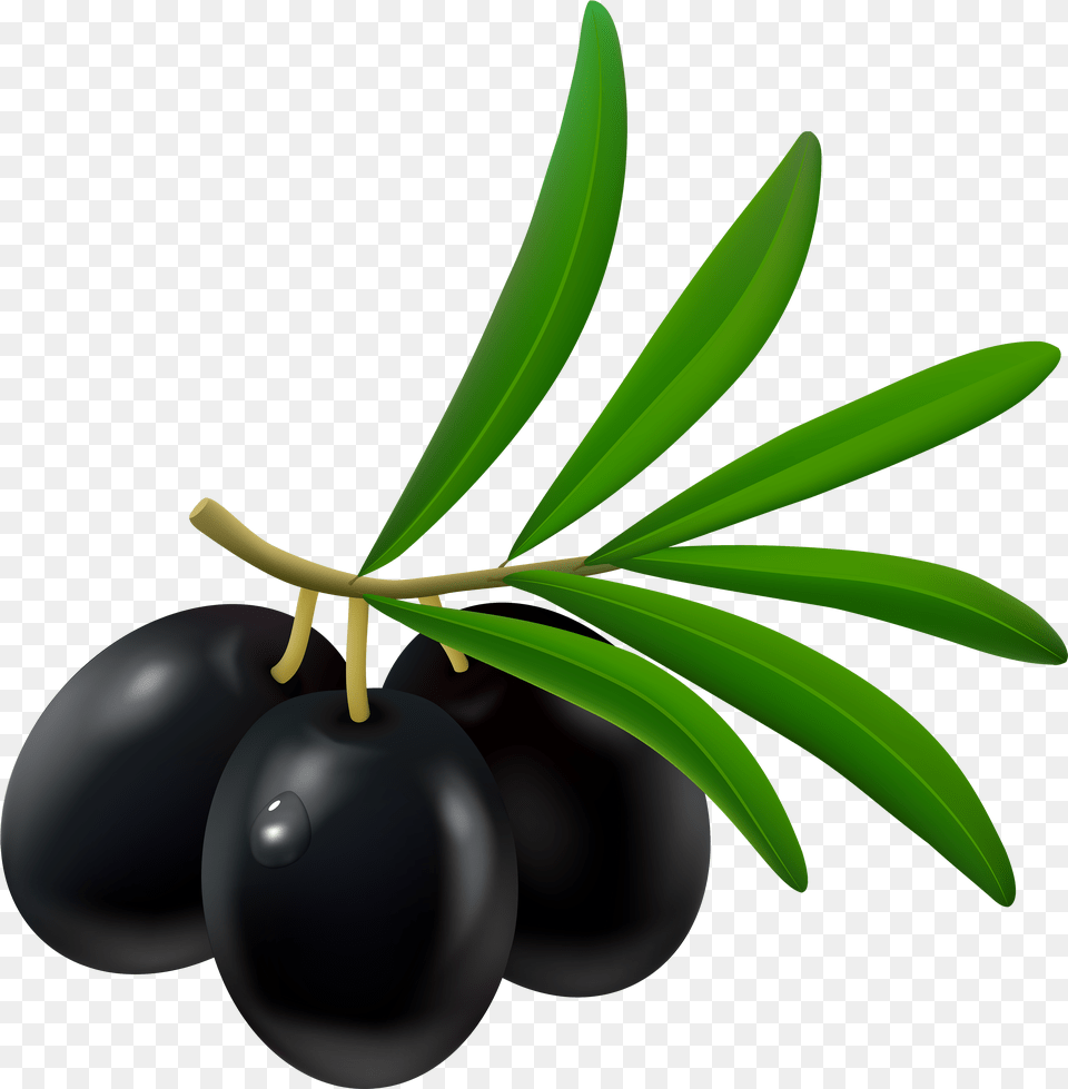 Library Of Olive Tree Vector Black And White Olive Clipart, Food, Fruit, Leaf, Plant Free Png