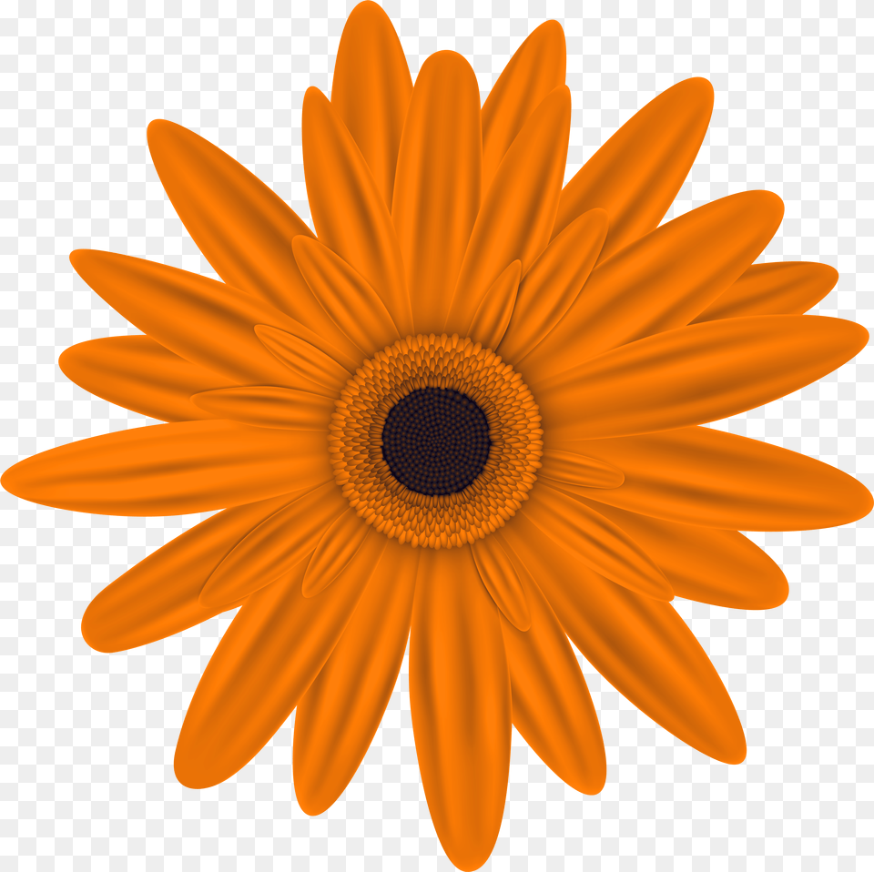 Library Of Orange Flower Clip Art Black Orange Flower Clipart, Blackboard Png Image