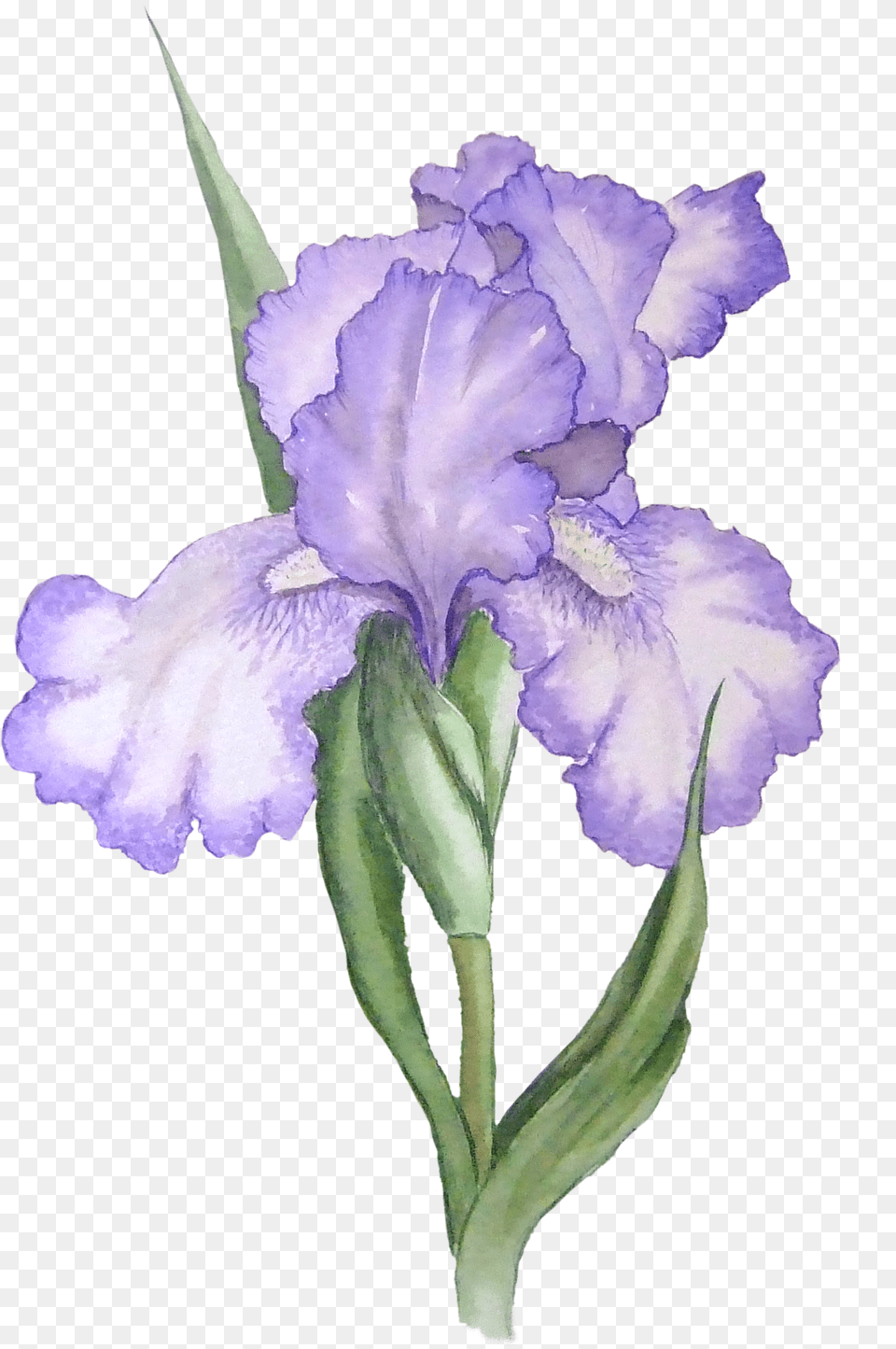 Library Of Painted Flower Black And Iris Flower, Plant, Petal Free Png Download