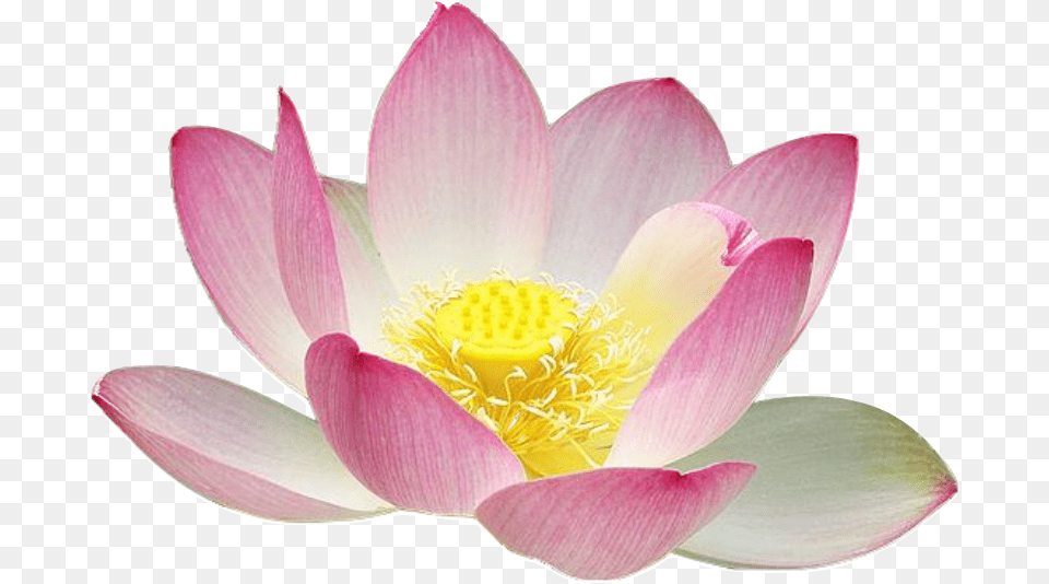 Library Of Pin Lotus Freeuse Files Flower Thai Art Lotus, Anemone, Anther, Petal, Plant Free Png Download