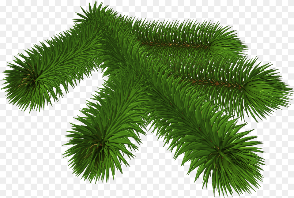 Library Of Pine Tree Branch Jpg Black And White Stock Clip Art, Conifer, Fir, Plant, Moss Png