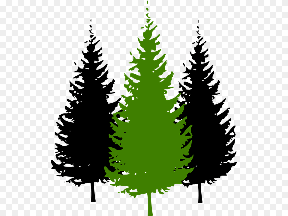 Library Of Pine Tree With Snow Graphic Vector Cartoon Pine Tree, Plant, Fir, Leaf, Conifer Free Transparent Png