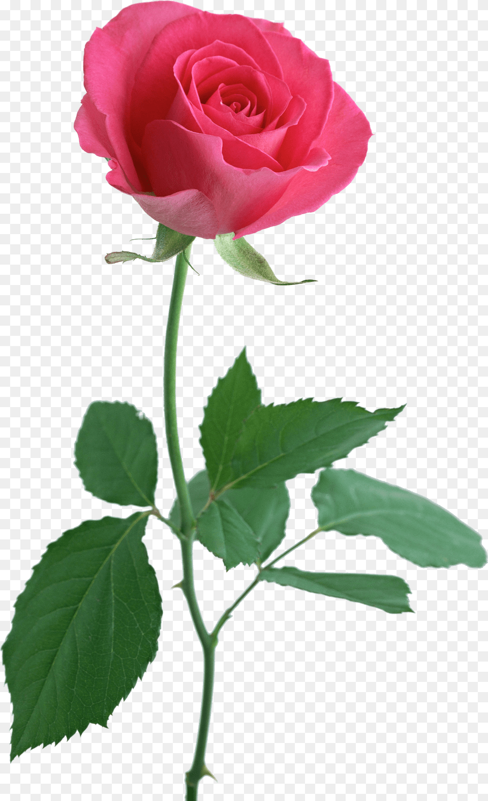 Library Of Pink Flower With Stem Banner Royalty Stock 1 Rose, Plant Png