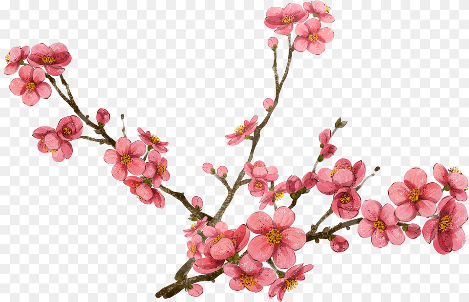Library Of Plum Flower Picture Black Transparent Cherry Blossoms, Geranium, Petal, Plant, Cherry Blossom Png Image