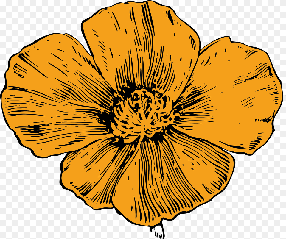 Library Of Poppy Flower Graphic California Poppy Clipart, Anemone, Anther, Petal, Plant Free Png