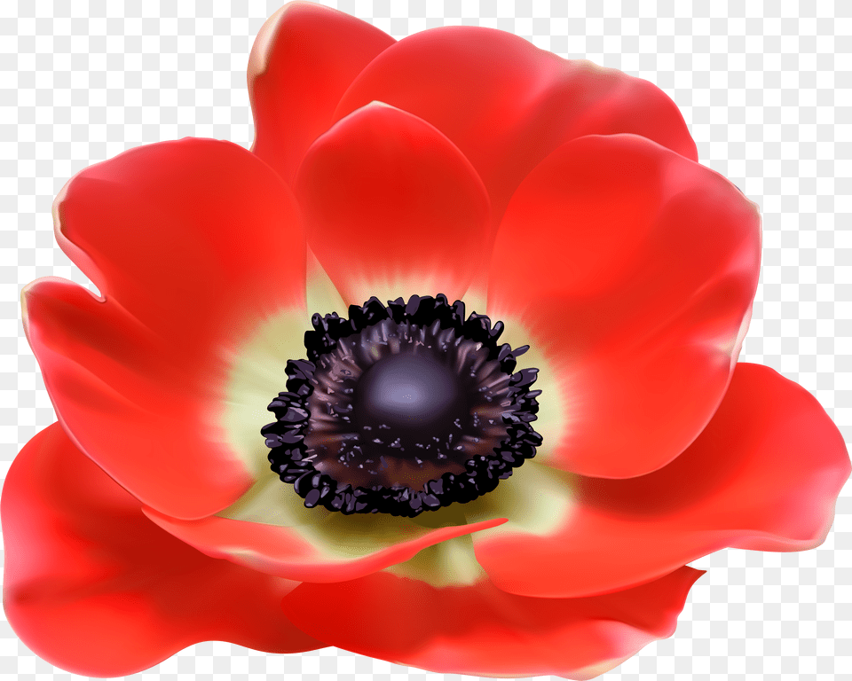 Library Of Poppy Flower Graphic Stock Files Transparent Poppy Flower Free Png Download