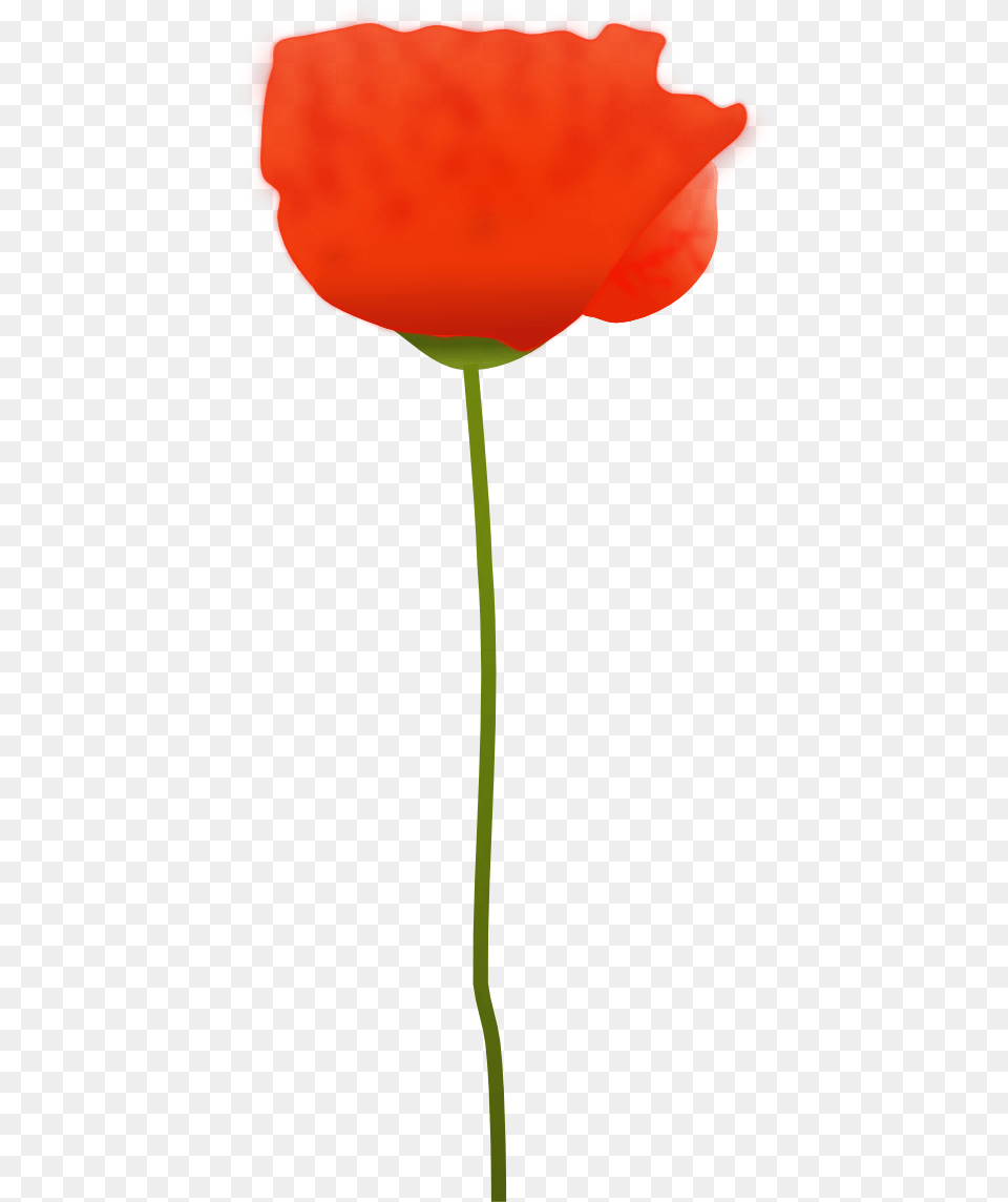 Library Of Poppy Flower Graphic Transparent Red Poppy Flower Vector, Petal, Plant, Rose Free Png Download