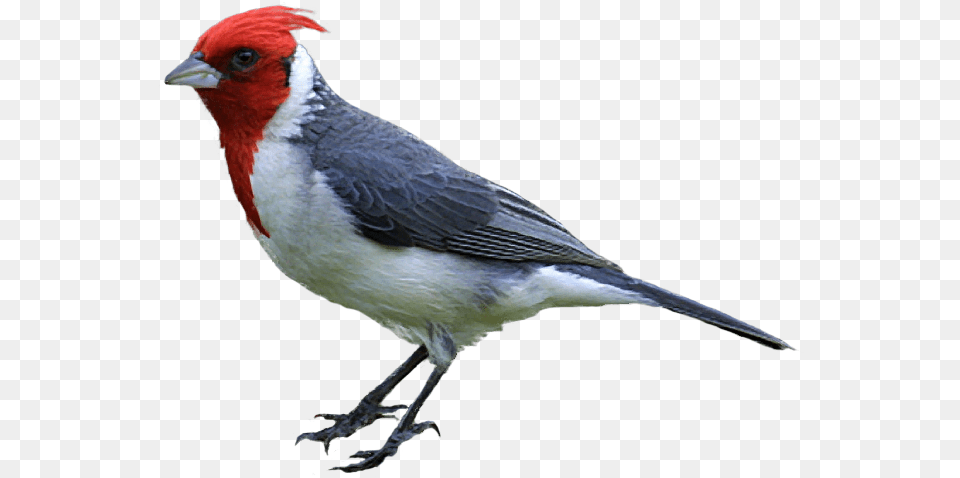 Library Of Realistic Bird Clip Art Side Bird Woodpecker, Animal, Beak, Finch, Cardinal Free Png Download