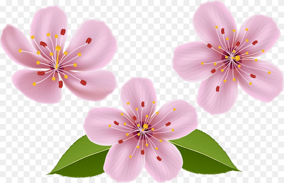 Library Of Spring Flower Transparent Files Transparent Background Flower Clipart Transparent, Clothing, Footwear, Shoe, Sneaker Free Png Download