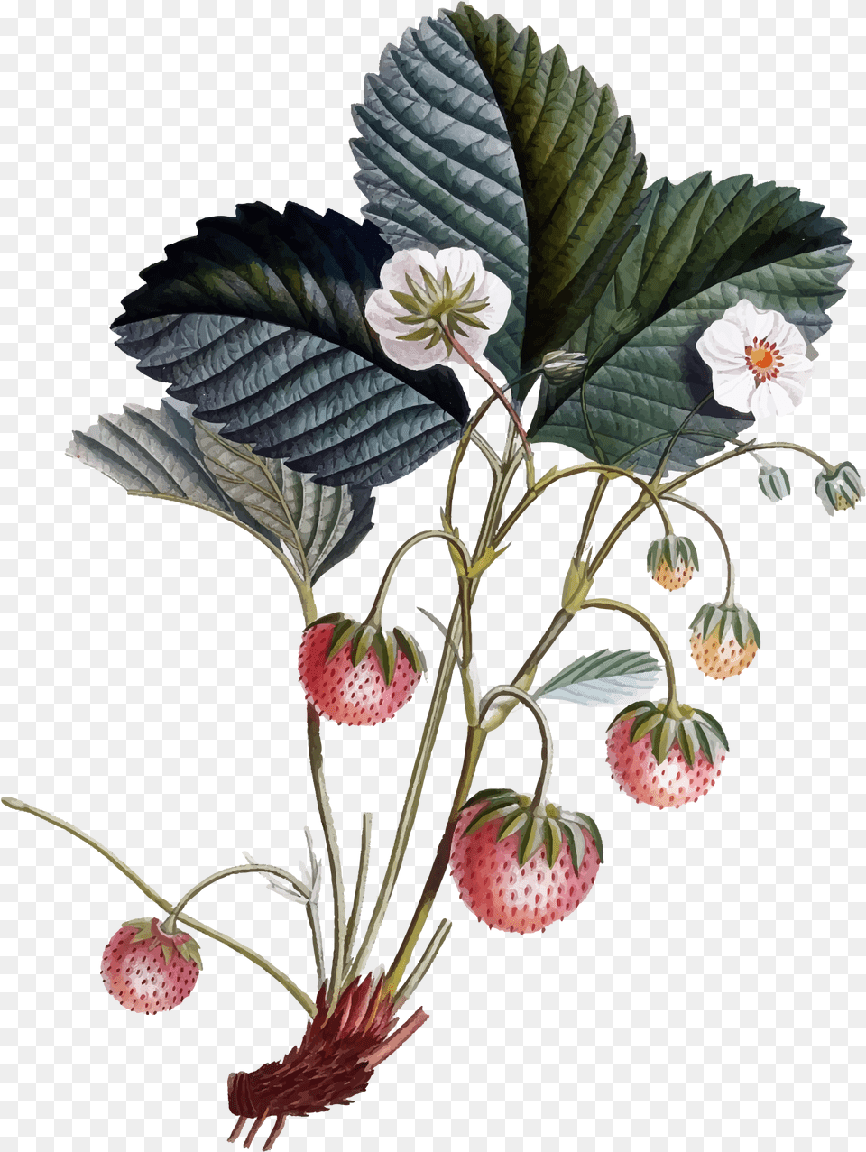 Library Of Strawberry Flower Picture Freeuse Transparent Botanical Drawings, Produce, Plant, Leaf, Fruit Free Png Download