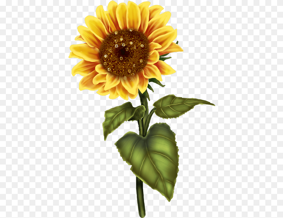 Library Of Sunflower Flowers And Leaves Svg Files Sun Flower Watercolor, Plant Free Transparent Png