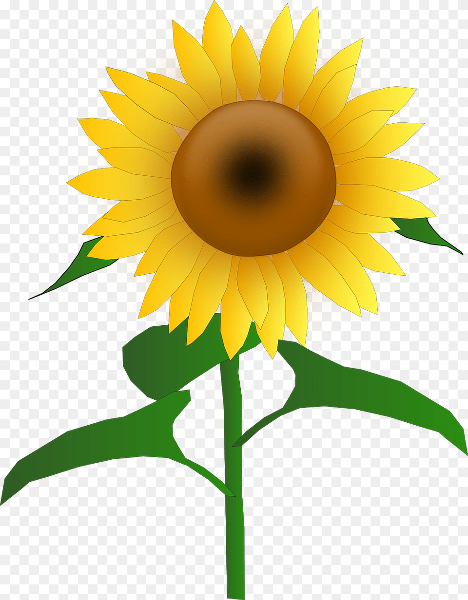 Library Of Sunflower Picture Transparent Images Sun Flower Clipart, Plant, Person Free Png Download
