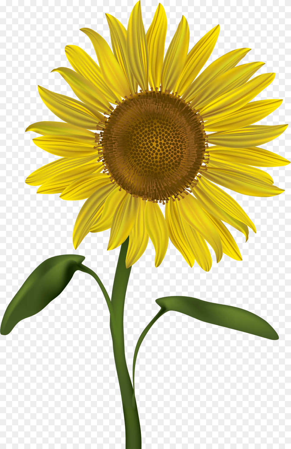 Library Of Svg Files Background Sunflower Png