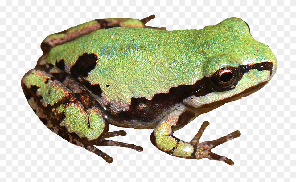 Library Of Tree Frog From Above Image Realistic Frog Clip Art, Amphibian, Animal, Wildlife, Lizard Png