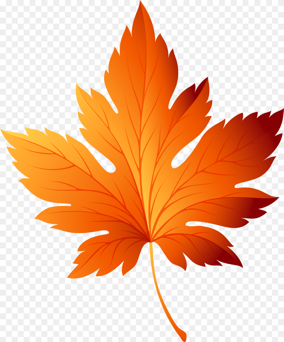 Library Of Veined Leaf Black And Fall Leaf Vector, Plant, Tree, Maple Leaf Free Transparent Png