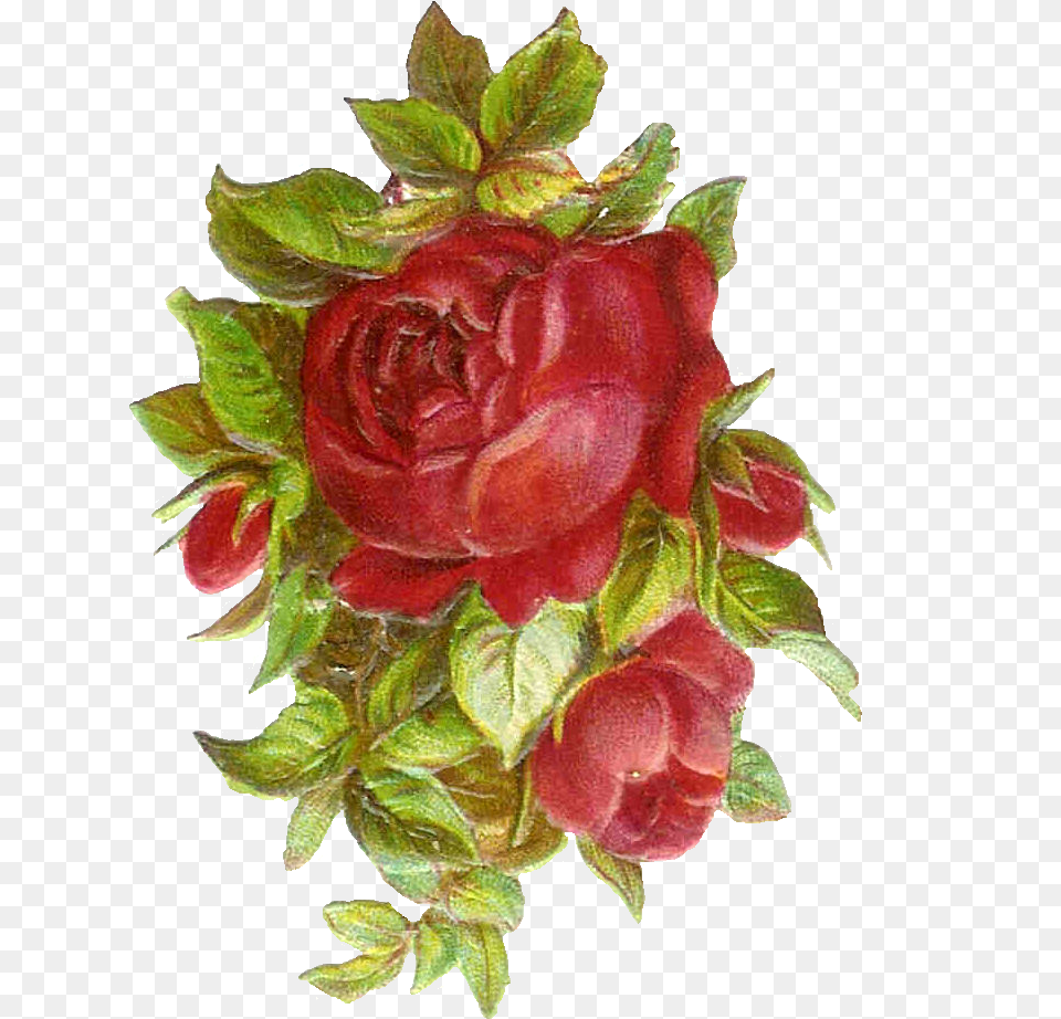 Library Of Vintage Flower Banner Rosa Antigua, Plant, Rose, Art, Floral Design Png Image