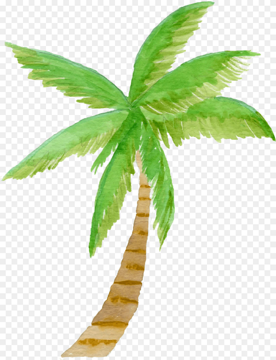 Library Of Watercolor Palm Tree Clip Download Files Watercolor Palm Tree Clipart, Leaf, Palm Tree, Plant Png